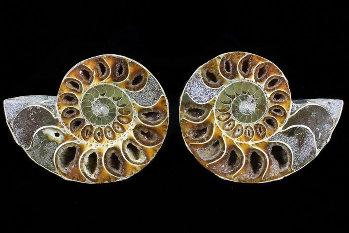 Cut & Polished Ammonite Fossil - Anapuzosia? #72958